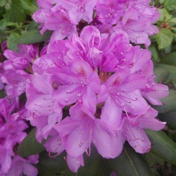 Różanecznik 'Alfred'