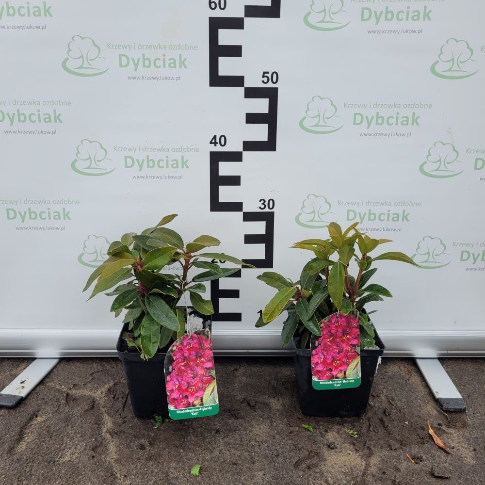 Różanecznik 'Kali' - obrazek 4