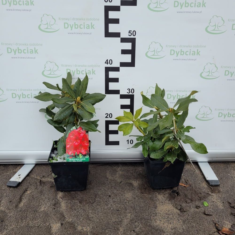 Różanecznik 'Nova Zembla' - obrazek 2