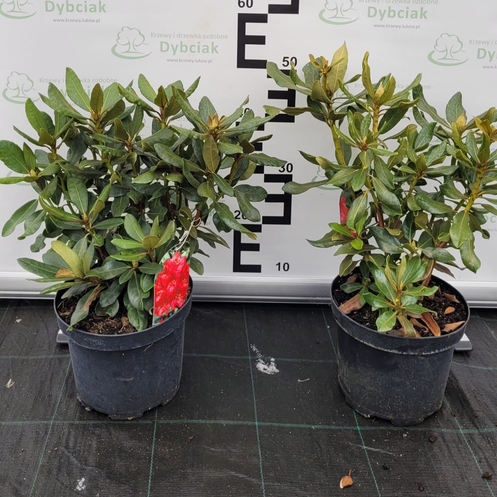 Różanecznik 'Nova Zembla' - obrazek 4