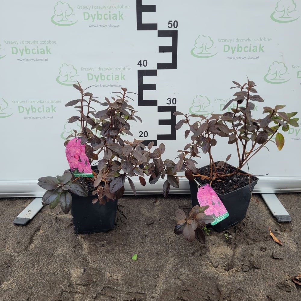 Różanecznik 'P.J.M. Elite' - obrazek 2