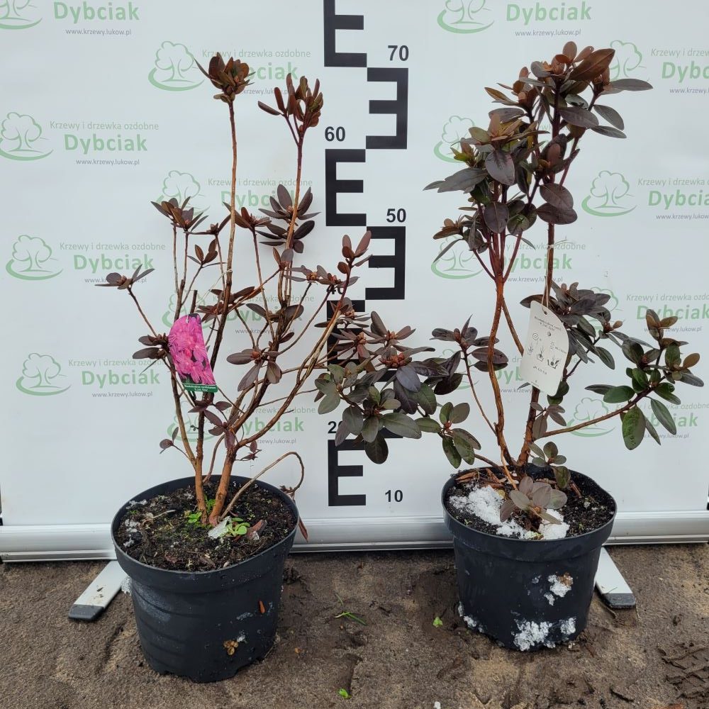 Różanecznik 'P.J.M. Elite' - obrazek 6