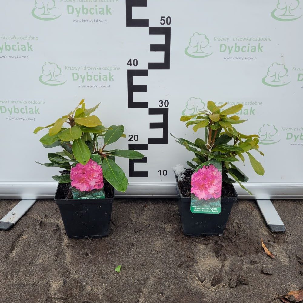 Różanecznik 'Pearces American Beauty' - obrazek 4