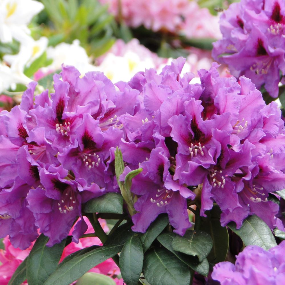 Różanecznik 'Rasputin' - obrazek 3