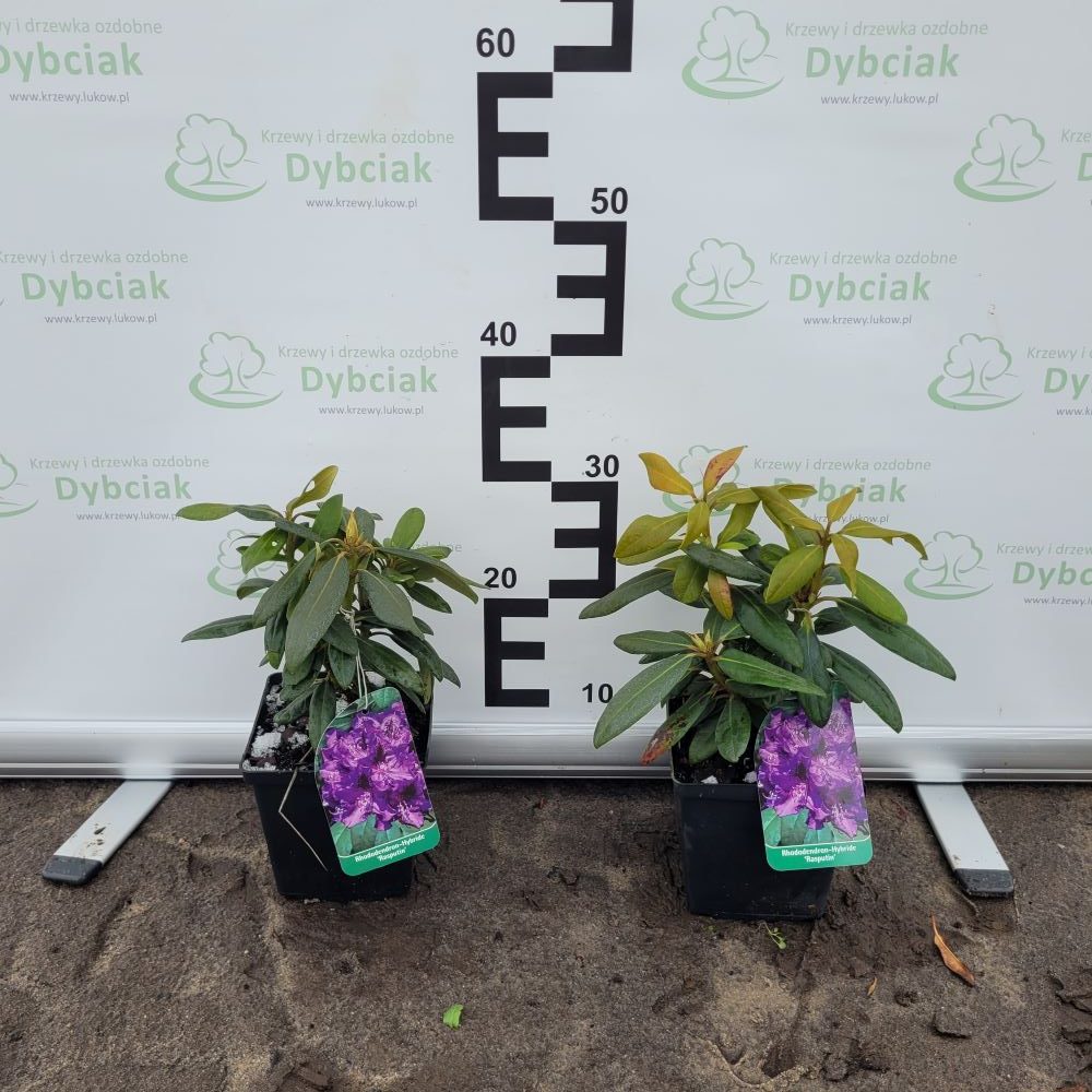 Różanecznik 'Rasputin' - obrazek 2