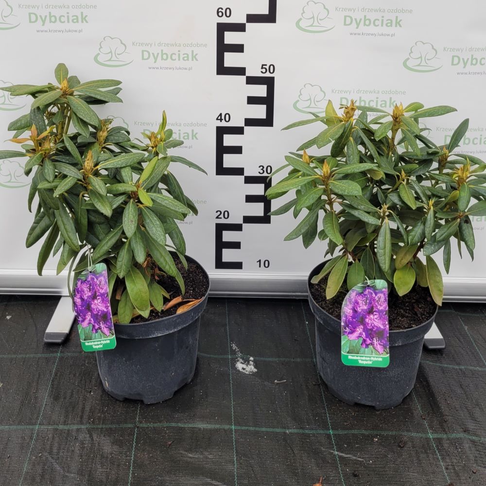 Różanecznik 'Rasputin' - obrazek 6