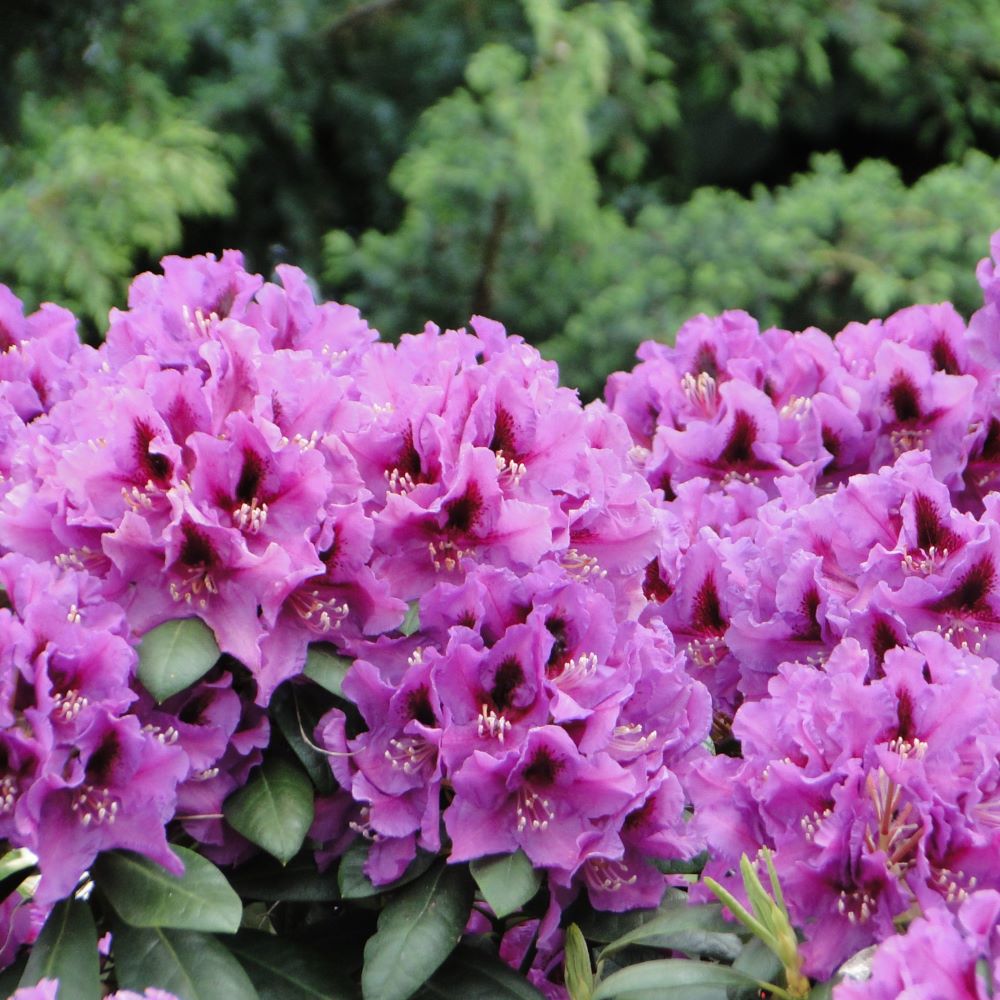 Różanecznik 'Rasputin' - obrazek 4