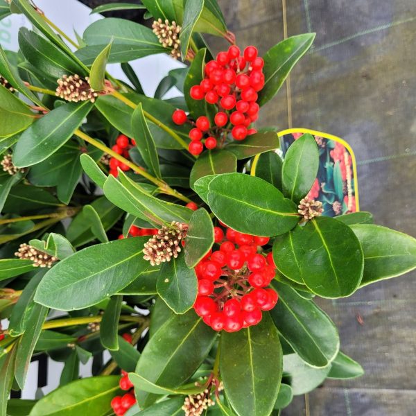Skimmia japońska 'Temptation' PBR - obrazek 2
