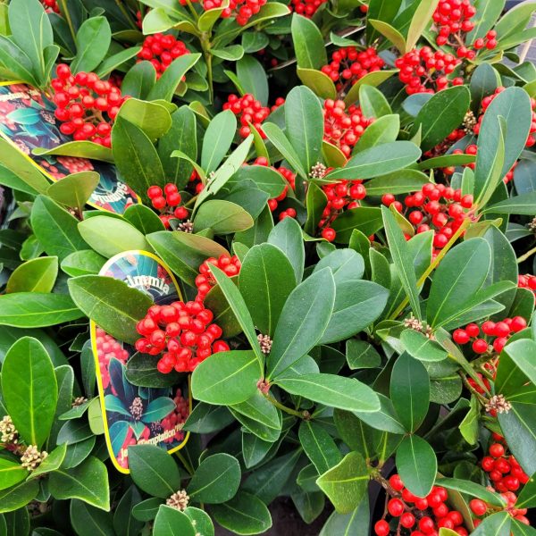 Skimmia japońska 'Temptation' PBR