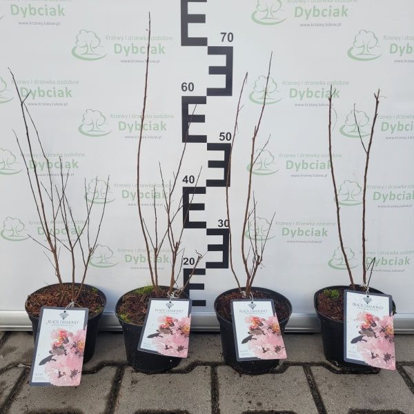 Lagerstroemia indica 'Blush'® Black Diamond - obrazek 2
