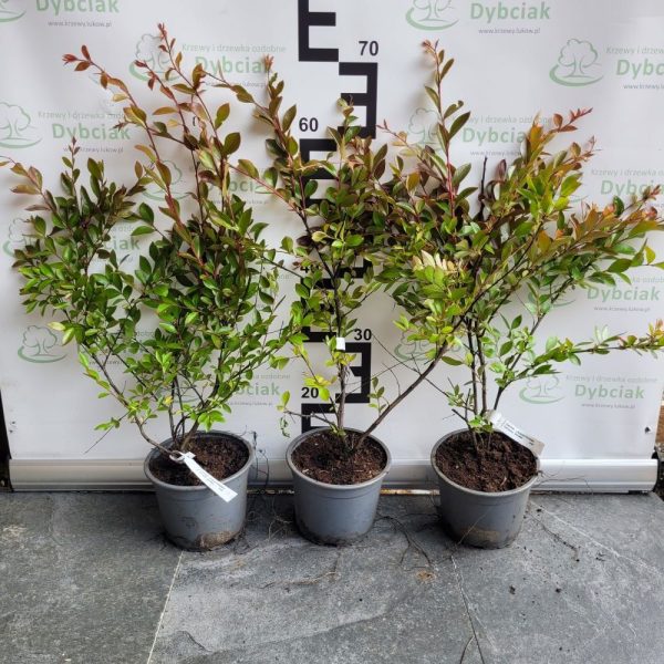Lagerstroemia 'Acoma' - obrazek 2