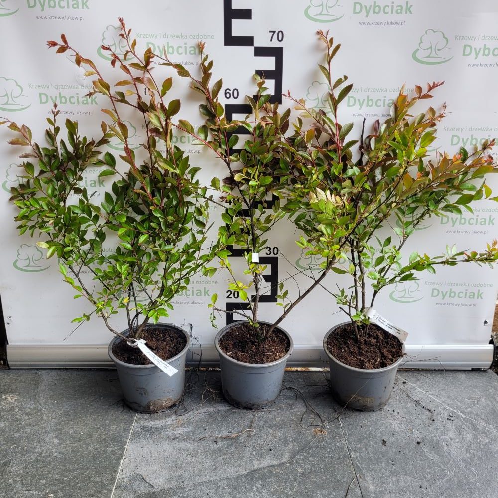 Lagerstroemia 'Acoma' - obrazek 2