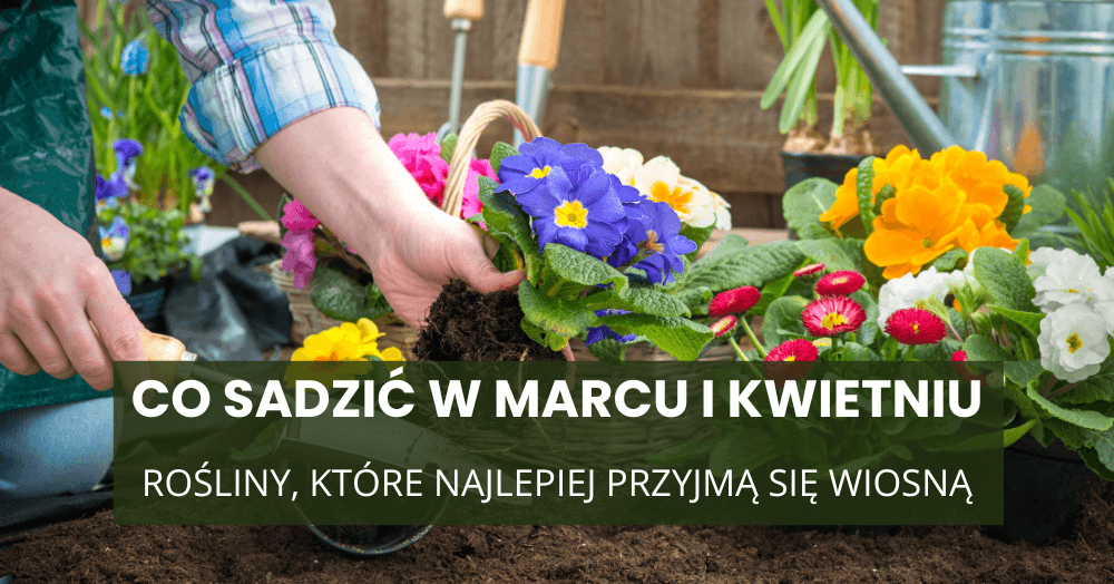 Co sadzić w marcu i kwietniu? Rośliny, które najlepiej przyjmą się wiosną