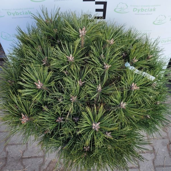 Sosna czarna 'Globosa' - obrazek 3