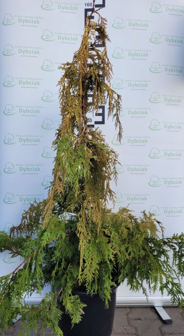 Cyprysik nutkajski 'Golden Waterfall'