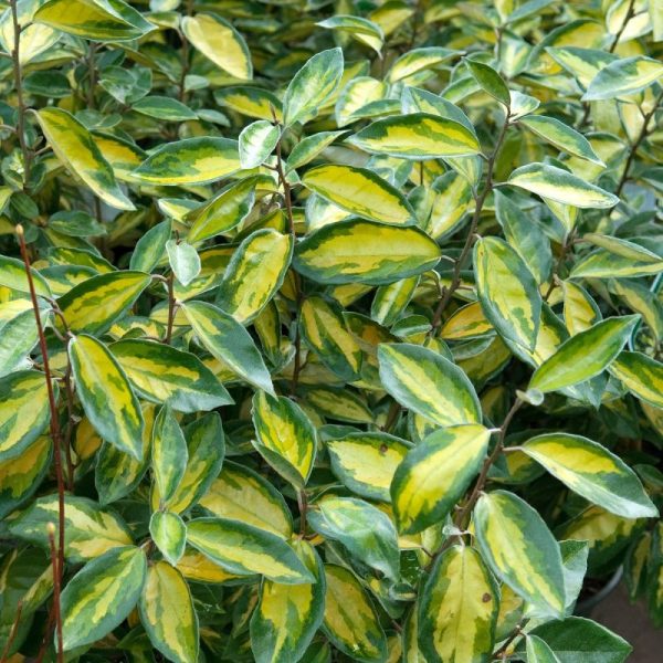 Oliwnik Ebbinga ‘Limelight’