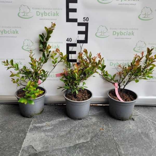 Lagerstroemia 'Rosea' - obrazek 2