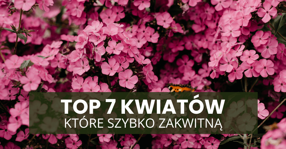 Rośliny do wiosennych nasadzeń – TOP 7 kwiatów, które szybko zakwitną