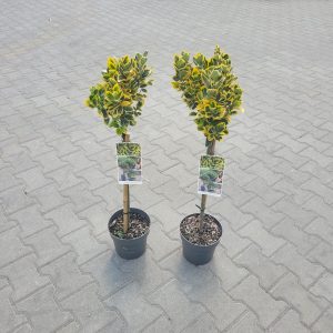 Trzmielina Japońska 'Marieke' na Pniu