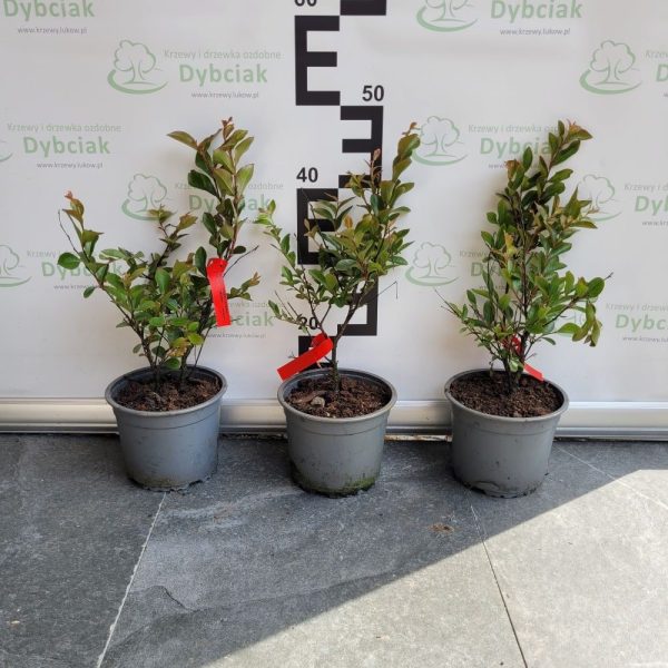 Lagerstroemia 'Turenne' - obrazek 6