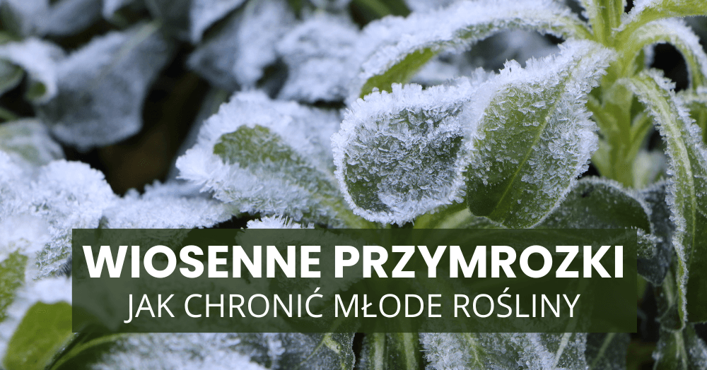 wiosenne przymrozki