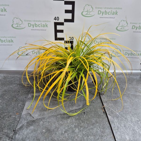 Turzyca Oszimska 'Everillo' - obrazek 9