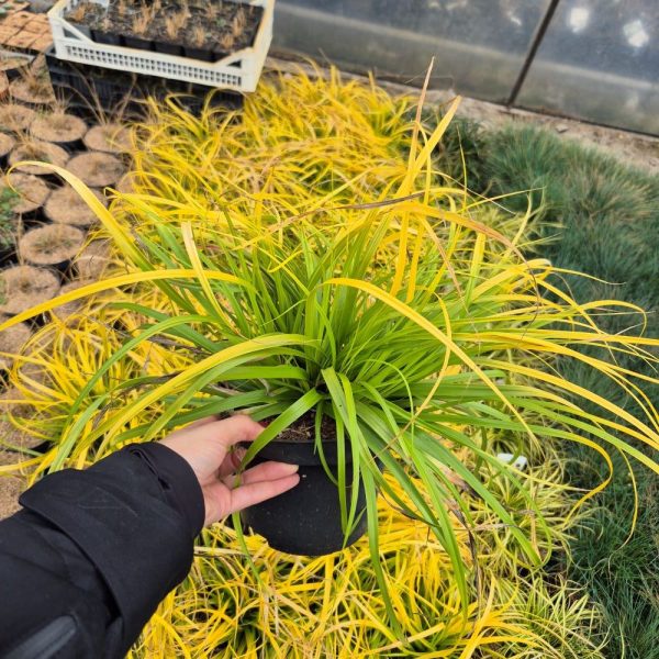 Turzyca Oszimska 'Everillo' - obrazek 5