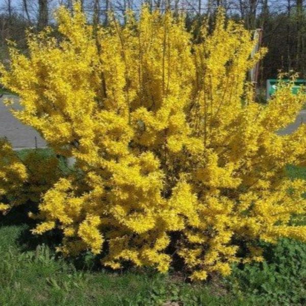 Forsycja pośrednia 'Golden Nugget' - obrazek 2