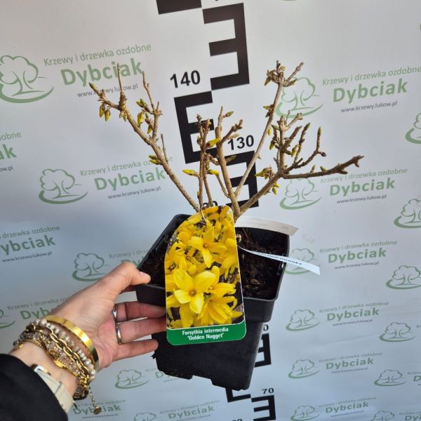 Forsycja pośrednia 'Golden Nugget' - obrazek 3