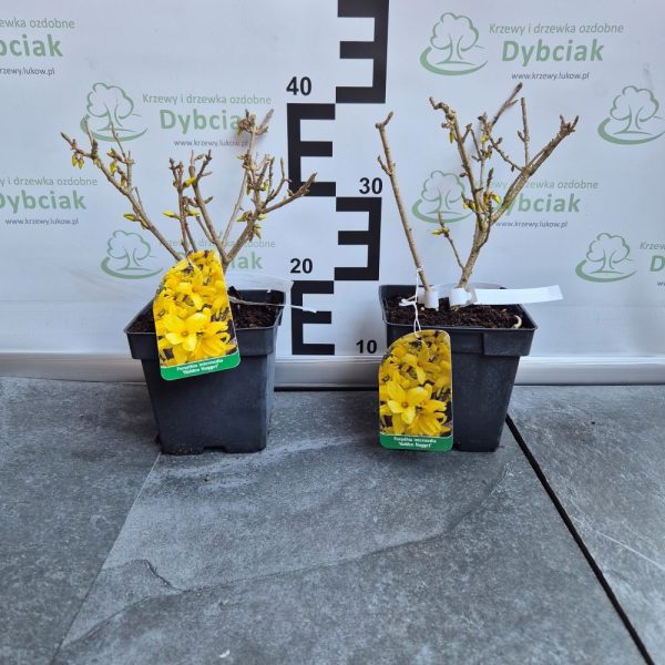 Forsycja pośrednia 'Golden Nugget' - obrazek 4
