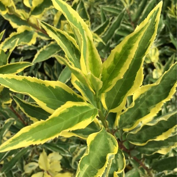 Forsycja pośrednia 'Variegata' - obrazek 4