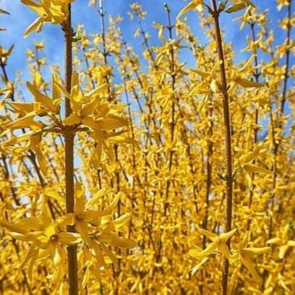 Forsycja pośrednia 'Variegata' - obrazek 5
