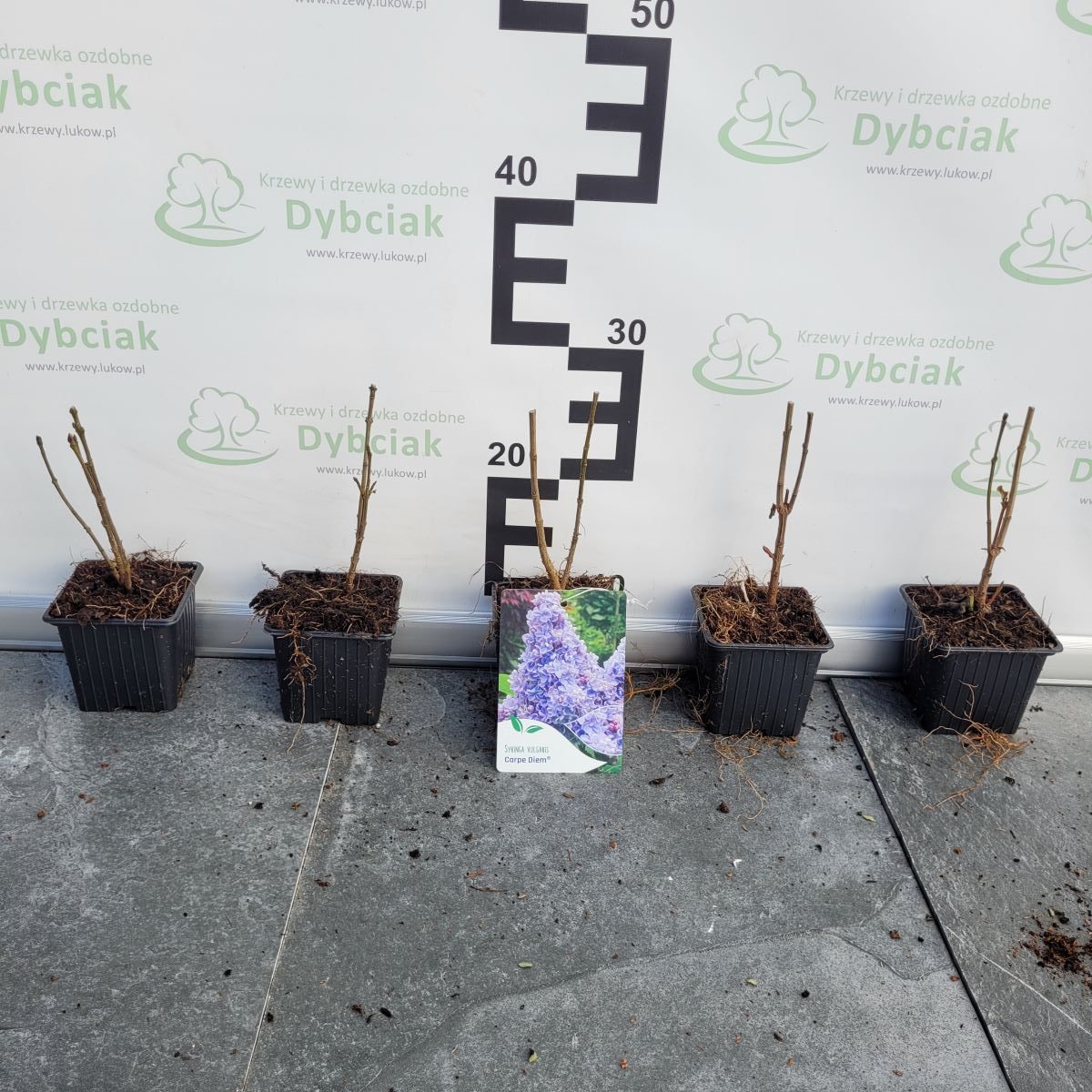 Lilak 'Carpe Diem' - obrazek 2