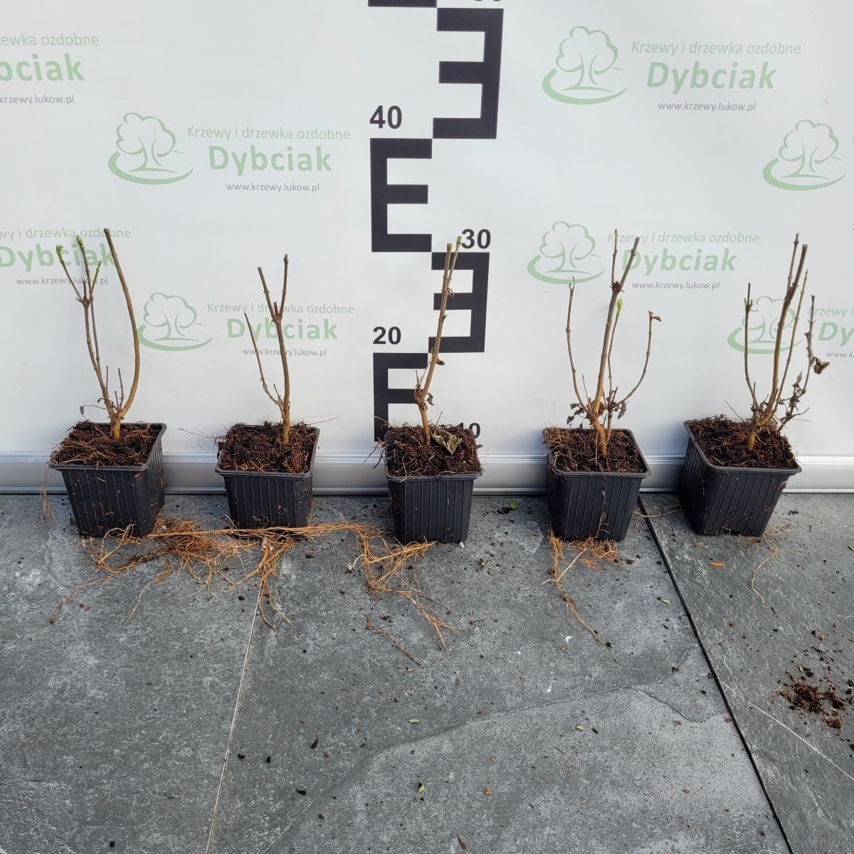 Lilak pospolity 'Mme Florent Stepman' - obrazek 2