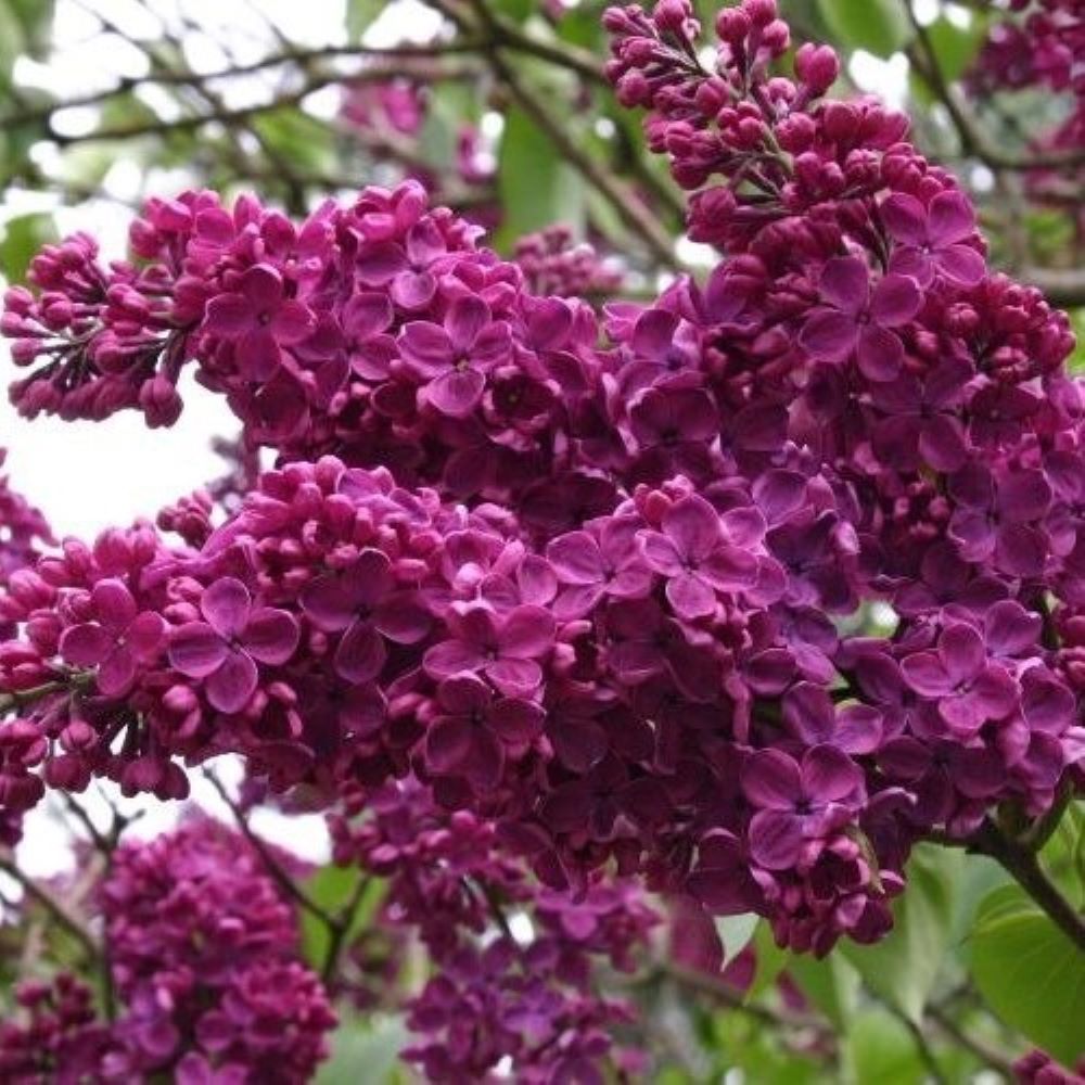 Lilak pospolity 'Andenken an Ludwig Spath'