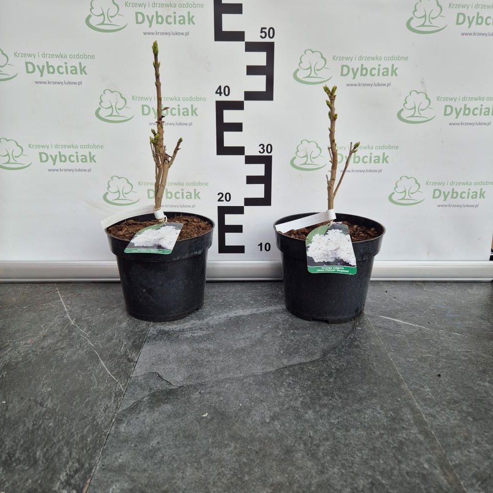 Lilak pospolity 'Mme Florent Stepman' - obrazek 3