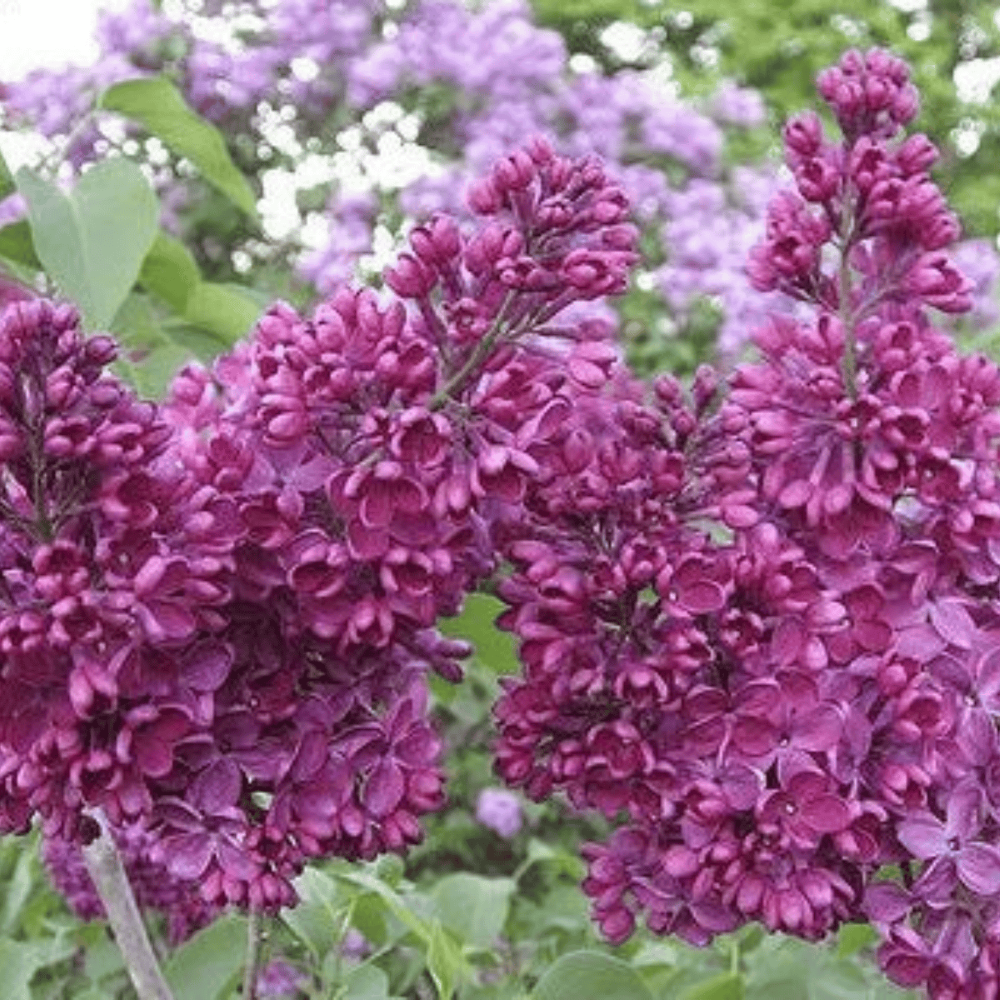 Lilak pospolity 'Znamya Lenina'