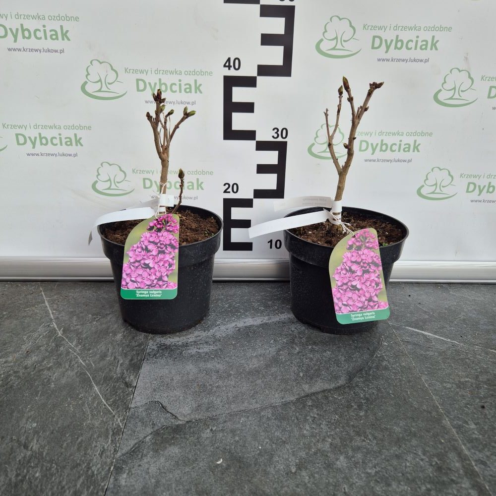 Lilak pospolity 'Znamya Lenina' - obrazek 2