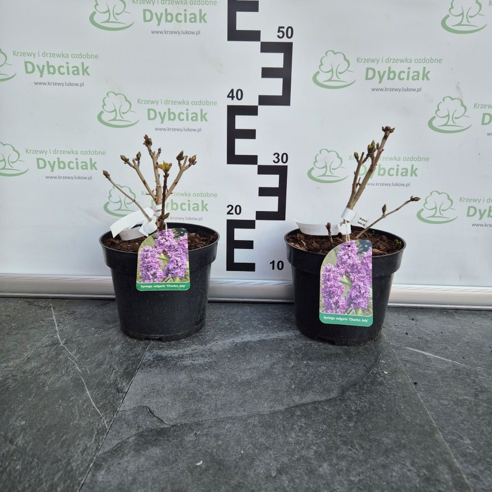 Lilak zwyczajny 'Charles Joly' - obrazek 2