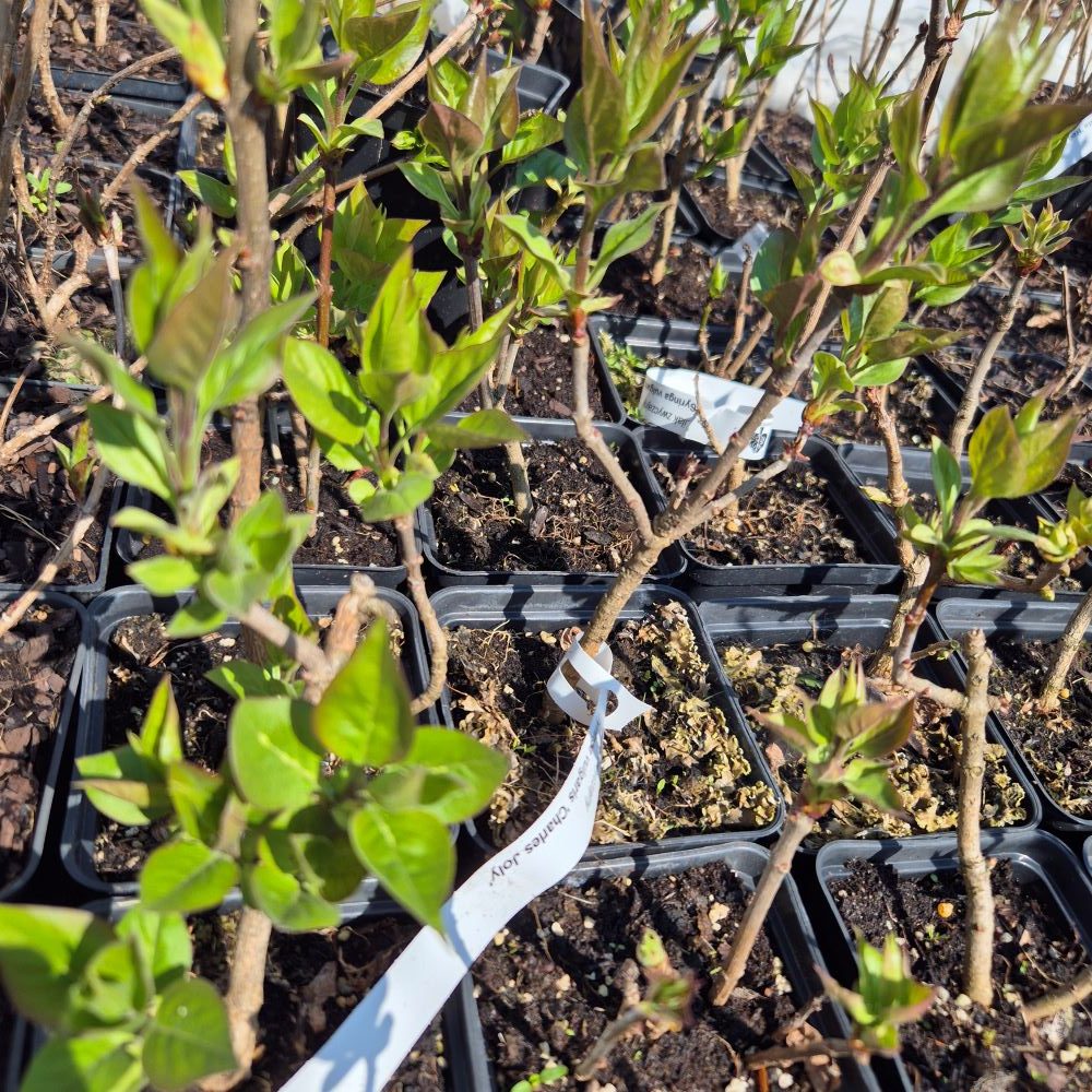 Lilak zwyczajny 'Charles Joly' - obrazek 4