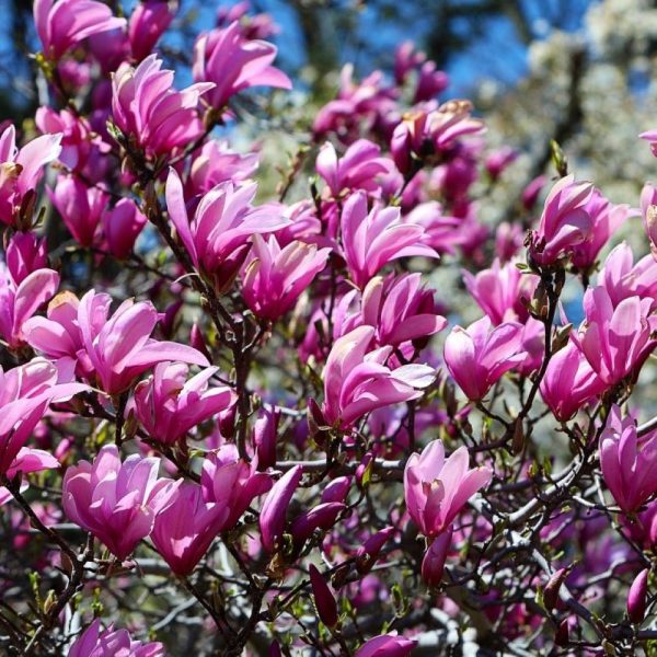 Magnolia 'Heaven Scent' - obrazek 2
