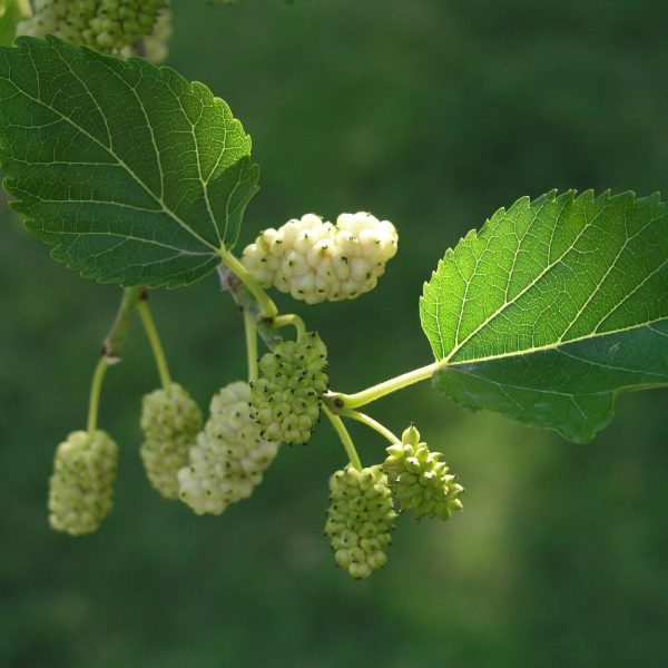 Morwa biała