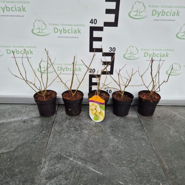 Morwa biała - obrazek 2