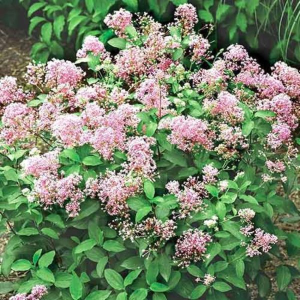 Prusznik 'Perle Rose'