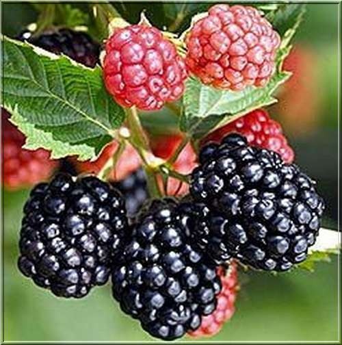 Jeżyna bezkolcowa 'Triple Crown'