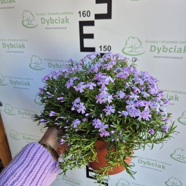 Floks 'Viola'