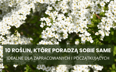 10 roślin, które poradzą sobie same – idealne dla zapracowanych i początkujących