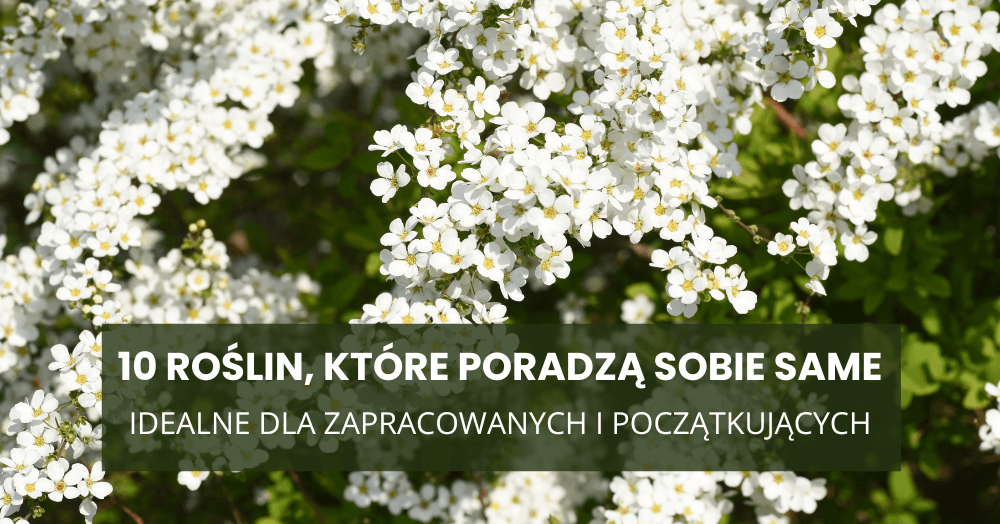 10 roślin, które poradzą sobie same – idealne dla zapracowanych i początkujących