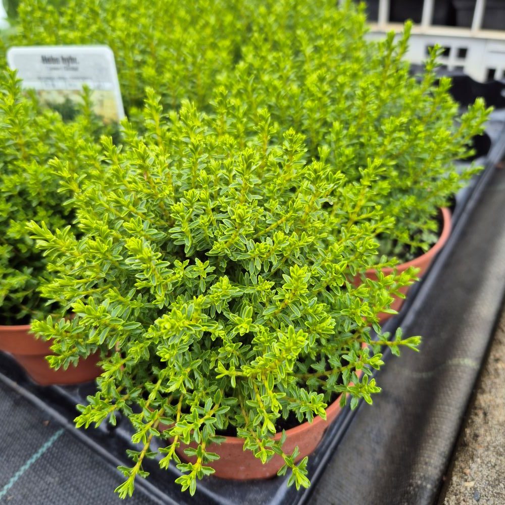 Hebe ‘Green Globe’ - obrazek 2