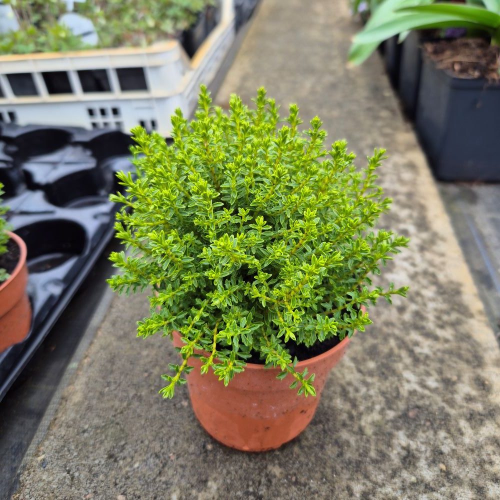 Hebe ‘Green Globe’ - obrazek 3